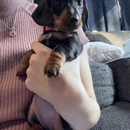 Dachshund Puppies from Hursh’s Hounds