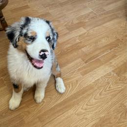 Cruz - Blue merle male Australian Shepherd puppy in Rosamond, California from Fly by Nite Australian Shepherds
