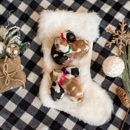 Brittany and Cavalier King Charles Spaniel Puppies from Katy Cavaliers & Barefoot Days Brittanys