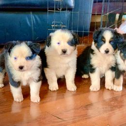 Australian Shepherd and Miniature Australian Shepherd Puppies from Magic Ranch Mini Aussies