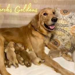 Golden Retriever Puppies from DeClercks Goldens