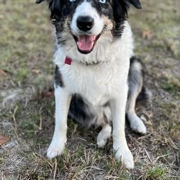 Daisy - Australian Shepherd