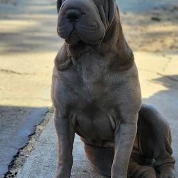 Chinese Shar-Pei from Jones Dogs
