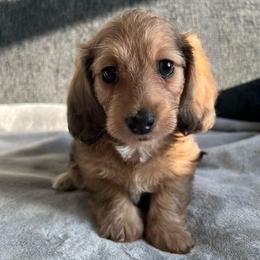 Waverly - Red female Dachshund puppy in Ocala, Florida from Weenie Boops