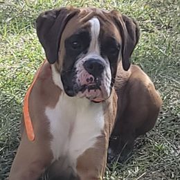 EMBER - Boxer