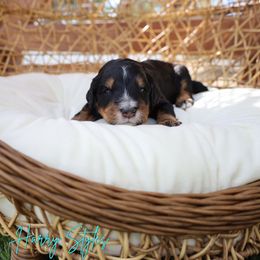 Harry styles - Tri-color male Bernedoodle puppy in from Little Golden Farm