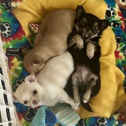 Chihuahua Puppies from Wild Mountain Chihuahuas