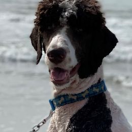 Labradoodles from Doodlebones