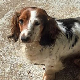 Dachshunds and Poodles from BW Poodles and Dachshunds