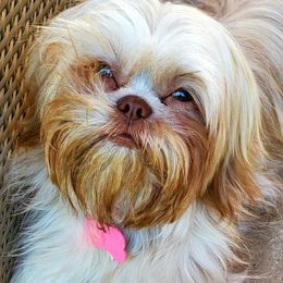 Shih Tzu Puppies from Kimberly's Heavenly Shih Tzus