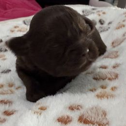 Chili - Chocolate male Shih Tzu puppy in Stafford, Virginia from Bayview Pups