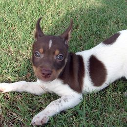 Rat Terrier Puppies from RaganRat Terriers