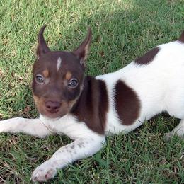 Rat Terrier Puppies from RaganRat Terriers