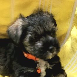 Miniature Schnauzers from Lamb's Little Loves
