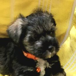 Miniature Schnauzers from Lamb's Little Loves