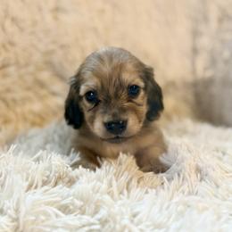 Dunstan - Cream male Dachshund puppy in Crystal, Michigan from Mare-bella Dachshunds