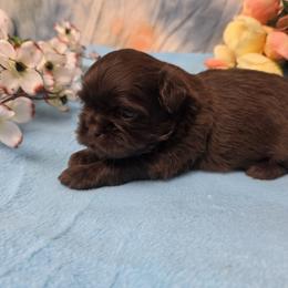 Toby - Chocolate male Shih Tzu puppy in Green Bay, Wisconsin from Kim's Shih Tzus