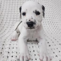 Peach Jam - LUA - White and black male Dalmatian puppy in Jefferson, Georgia from Spotted Jewels Dalmatians
