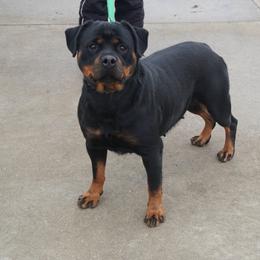 Barbie - Rottweiler