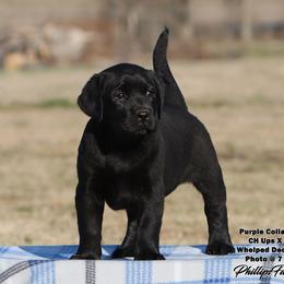 Francy Girl 1 - Purple Collar - Black female Labrador Retriever puppy in Point, Texas from Lakylu Kennels