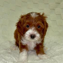 Chewie - Red  male Goldendoodle puppy in Mesa, Arizona from AZ River Doodles