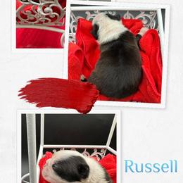Russell - Seal and white male Boston Terrier puppy in Jacksonville, Florida from Trail’s End Boston Terriers