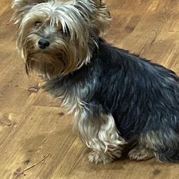 Blanch - Yorkshire Terrier