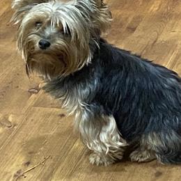 Blanch - Yorkshire Terrier