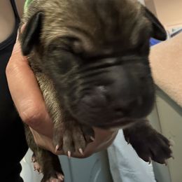 Boy 4 - Fawn male Great Dane puppy in Aldie, Virginia from High Point Mountain Danes