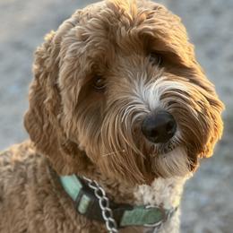 Australian Labradoodles from Cherry Valley Labradoodles
