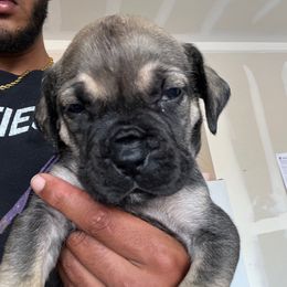 Purple collar - Brown female Boerboel puppy in Colorado Springs Co, Colorado from On The Peak Boerboel
