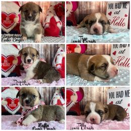 Australian Shepherd and Pembroke Welsh Corgi Puppies from Lewis Aussie’s & Corgi’s