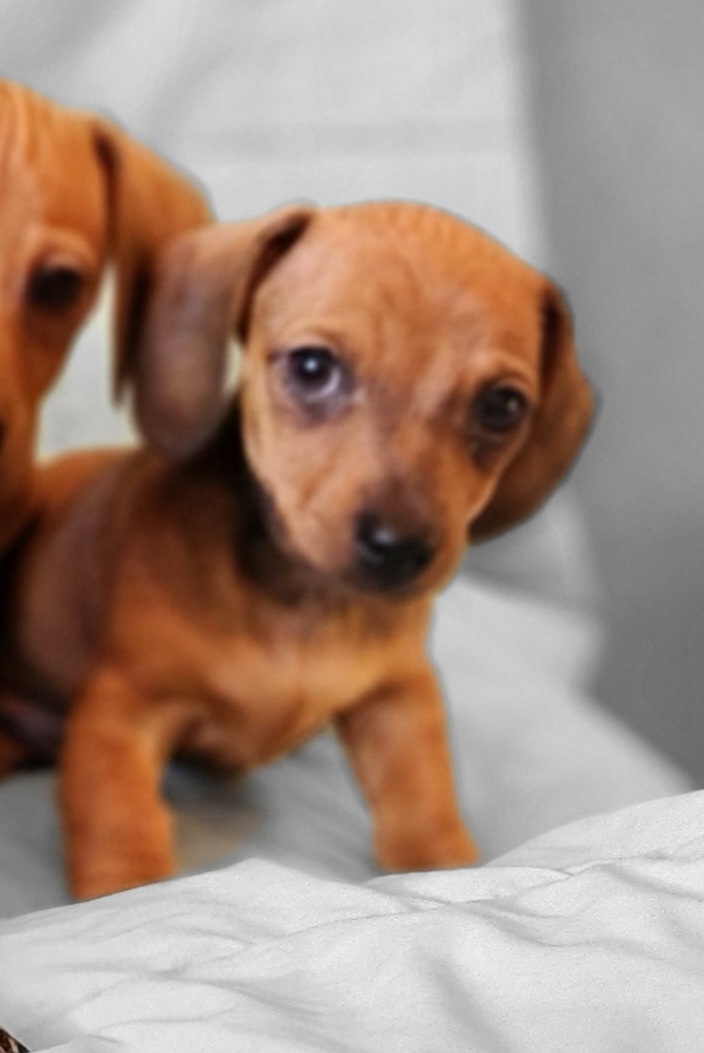 Slinky - Sable Dachshund puppy in Washington from Fritz Family Friends