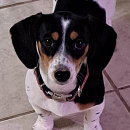 Poly - Dachshund