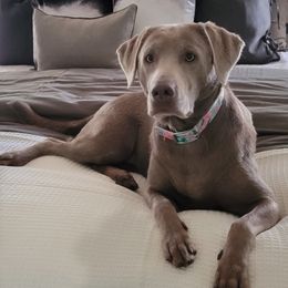 Pepper - Labrador Retriever