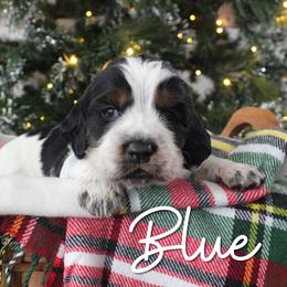 Blue - Black white and tan male English Springer Spaniel puppy in Barnstead, New Hampshire from C & S Farms