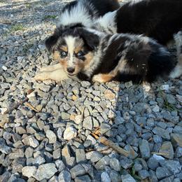 Bud - Blue merle male Australian Shepherd puppy in Bennington, Oklahoma from Hang Tight Cattle Co