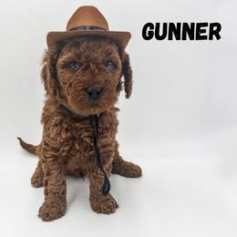 Gunner - Red  male Goldendoodle puppy in Eagle Mountian, Utah from The Puppy Family