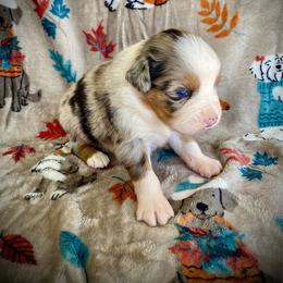 Cider - Blue merle male Australian Shepherd puppy in Brookfield Township, Ohio from AussieLand Shepherds