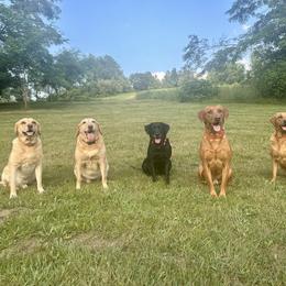 Labrador Retriever Puppies from Valley Creek Dog Boarding and Training