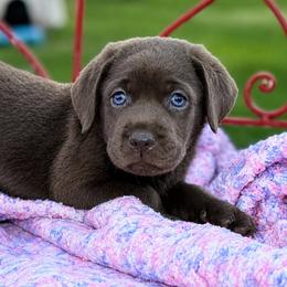 Star - Charcoal female Dilute Retriever puppy in Baldwin City, Kansas from Hedge Lane Labradors