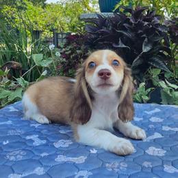 Fiona - Chocolate and cream female Dachshund puppy in Cherry Tree, Oklahoma from Peavine Creek Dachshunds