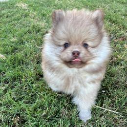 Spike - Chocolate sable male Pomeranian puppy in Inola, Oklahoma from My Bella’s Pomeranians