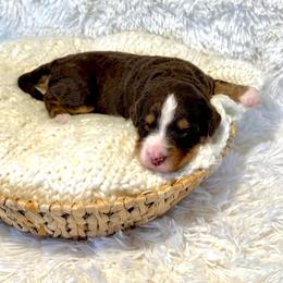 Vivian - Brown and white female Bernedoodle puppy in Bremen, Indiana from Farmland Doodles