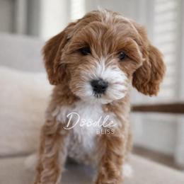 Hazel - Apricot female Goldendoodle puppy in Gilbert, Arizona from Doodle Bliss
