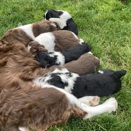 English Springer Spaniel Puppies from Ivy Hill English Springer Spaniels