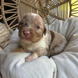 Bonnie - Red merle female Australian Shepherd puppy in Grants Pass, Oregon from Carmel Mountain Aussies