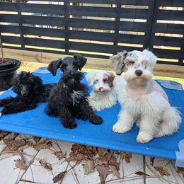 Schnoodle and Whoodle Puppies from kaleidoscope Kennels