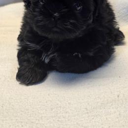 Rumi - Black and white female Shih Tzu puppy in Mesa, Arizona from House of Zen Shihtzus