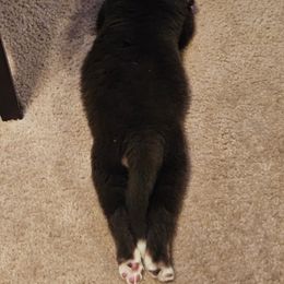 Australian Shepherd Puppies from Cali's Australian Shepherds